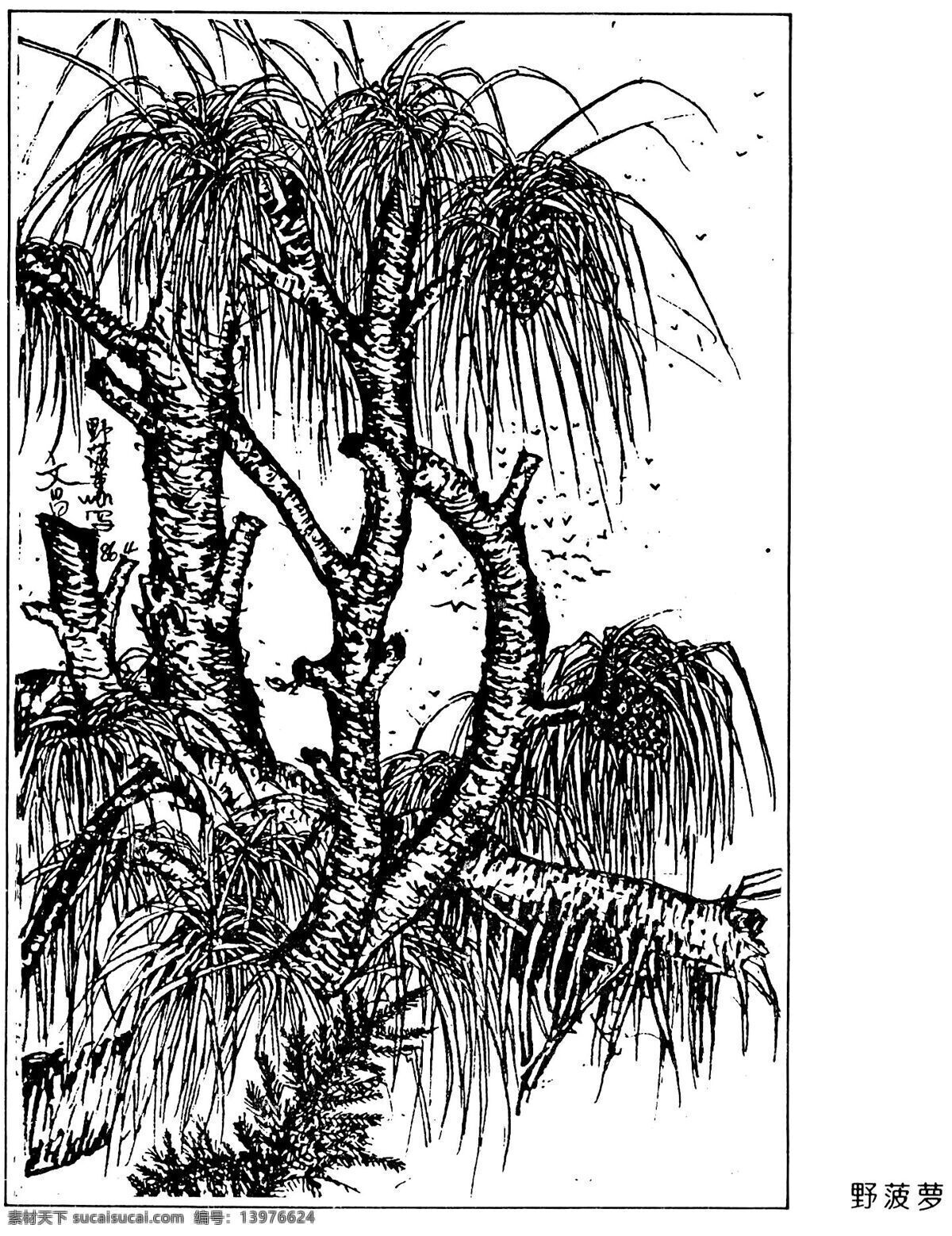 菠萝 插画 插图 风景画 钢笔画 绘画书法 树 野 设计素材 模板下载 野菠萝 文化艺术 家居装饰素材 山水风景画