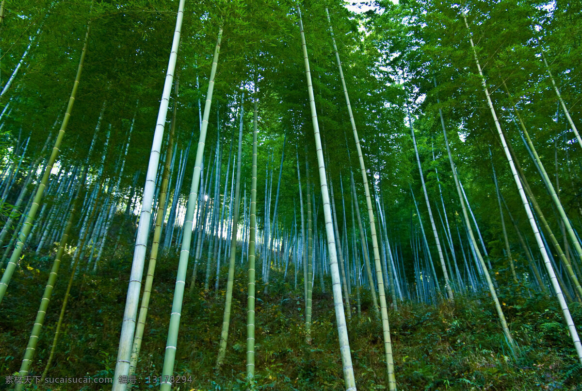 木 坑 竹海 草地 生物世界 树木树叶 阳光 竹林 木坑竹海 安徽旅游 矢量图 日常生活