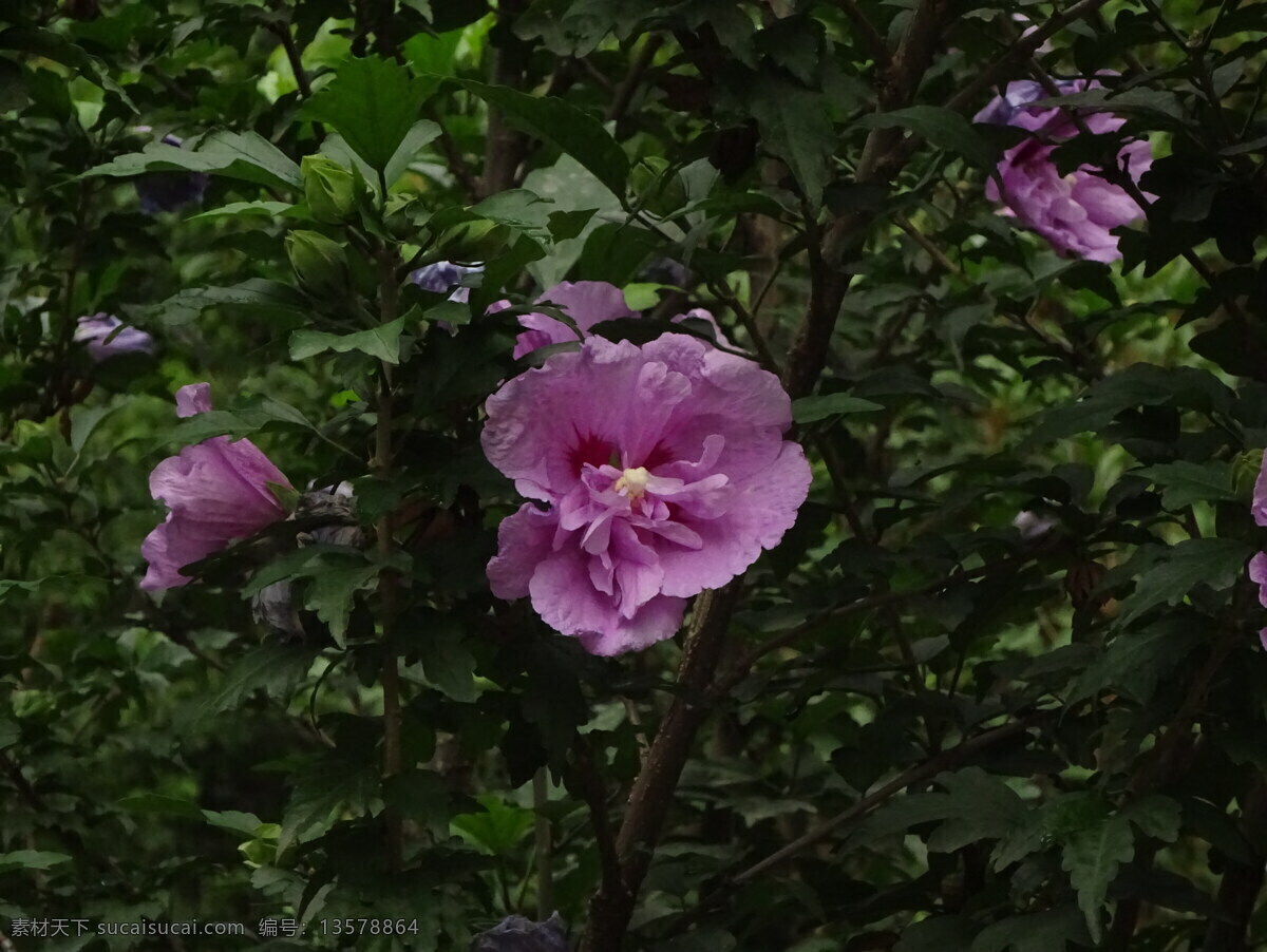 木槿花 木槿 无穷花 花卉 花儿 花草 植物 园林绿化 绿化景观 装饰画 生物世界