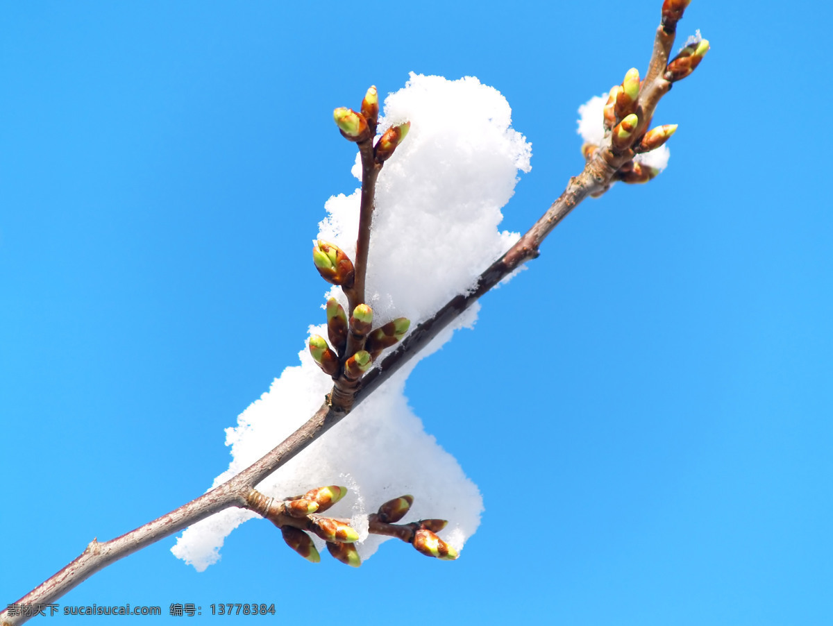 春天 天空 雪 芽 青色 天蓝色