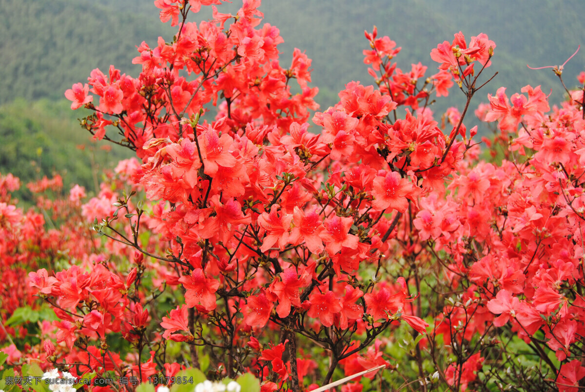 映山红 花 花园 美景 山水图 风景 红花 花草 生物世界