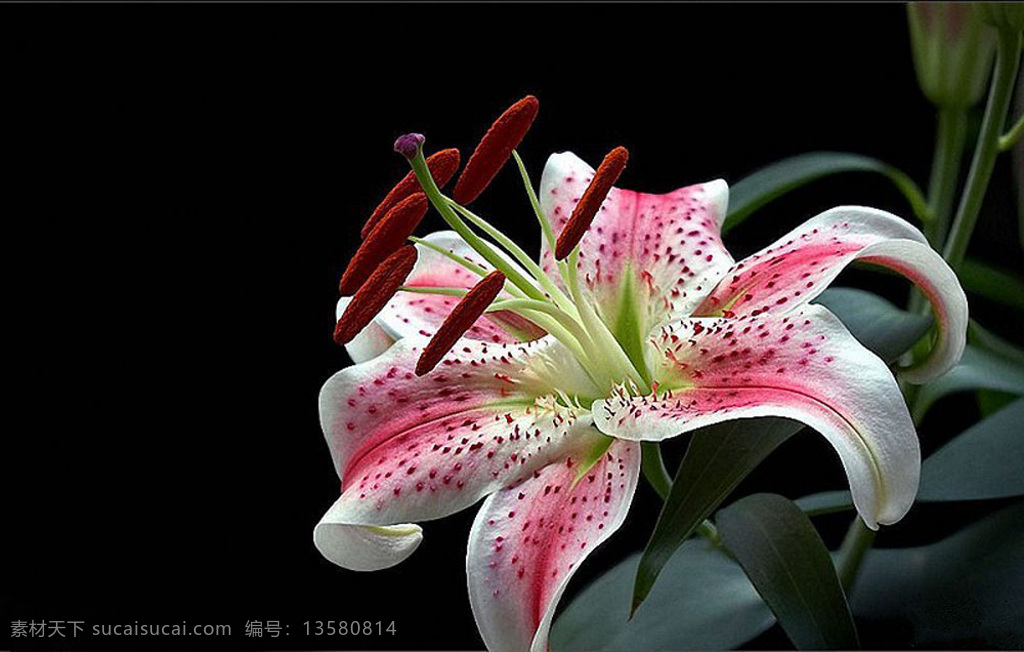 粉色 香水 百合 高清 植物 花 鲜花