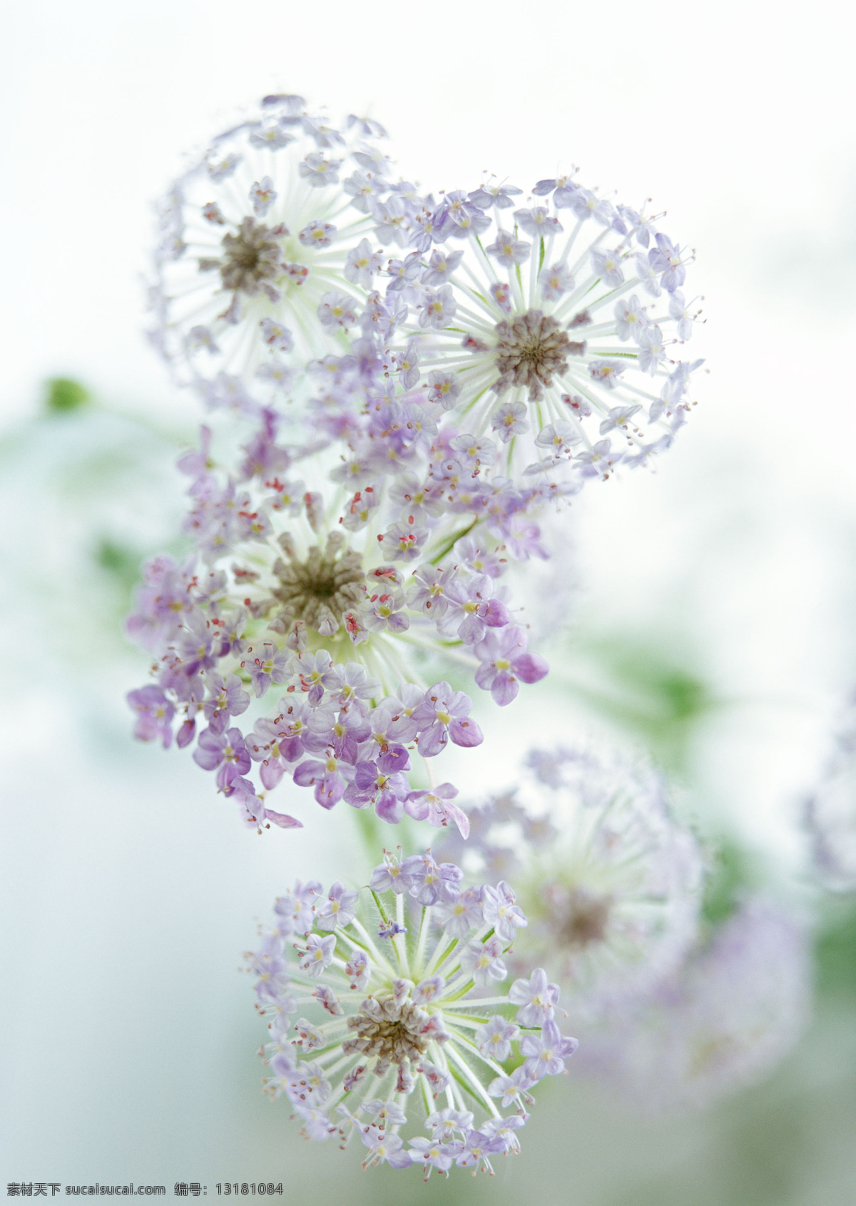 插花艺术 插花 艺术 花卉 花草 植物 生活空间 底纹素材 室内装饰 生活百科 生活素材 摄影图库