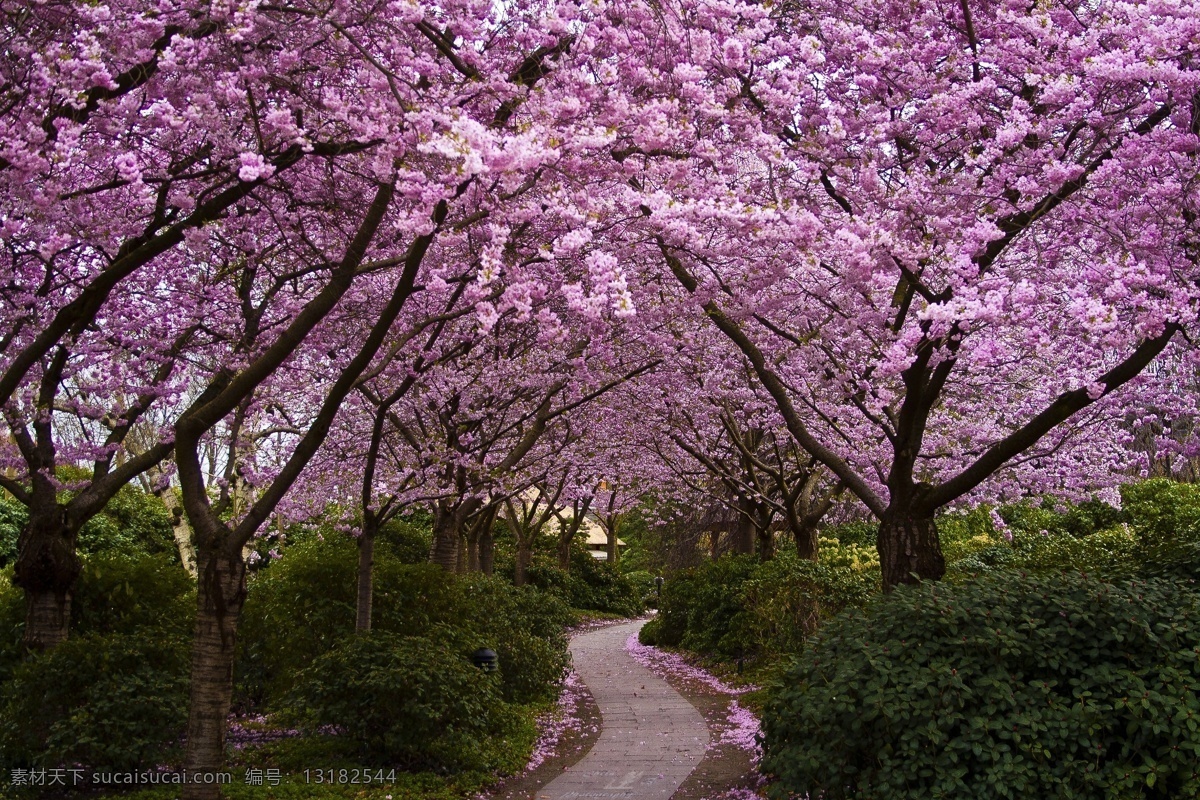 樱花 小道 道路 樱花路 浪漫花园 浪漫 花朵 鲜花 桃花 桃树 樱花烂漫 樱花绽放 桌面 美丽大自然 大自然风光 背景 壁纸 唯美 风景 优美风景 生物世界 花草