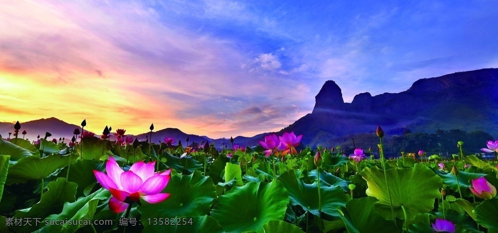 夕阳 下 荷花 池 荷塘 花苞 荷叶 山峰 山坡 自然风景 自然景观