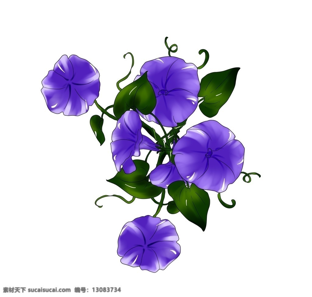 紫色 牵牛花 插画 手绘牵牛花 手绘喇叭花 牵牛花素材 牵牛花元素 喇叭花素材 水彩牵牛花 水彩喇叭花 国画牵牛花 国画喇叭花 牵牛花插画 喇叭花插画 卡通牵牛花 卡通喇叭花 手绘花卉 鲜花 花朵 手绘水彩花卉 花卉手绘 手绘花卉花朵 抽象手绘花卉 花卉背景墙 水彩花 卡通设计