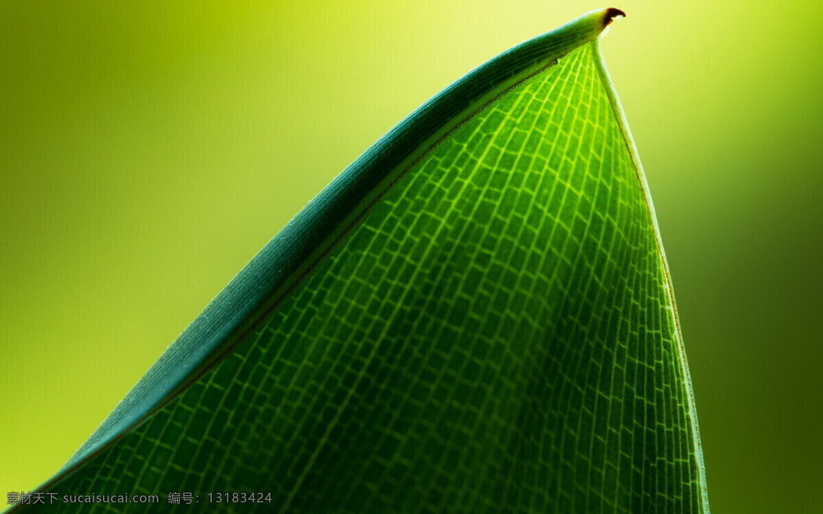 绿叶 植物 叶子 绿色 纯净 树木树叶 生物世界 光合作用 花草