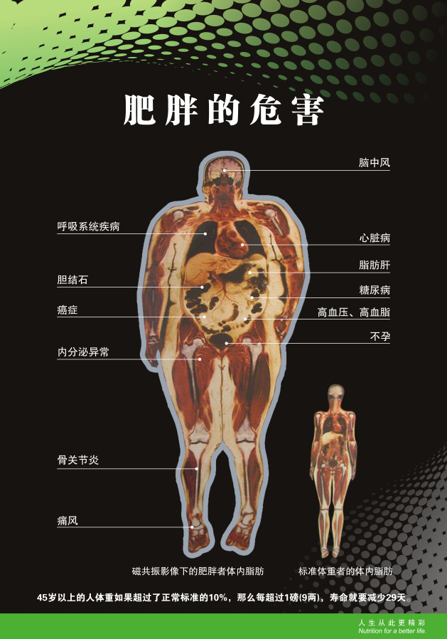 肥胖 危害 健康生活 康宝莱 矢量图 其他矢量图