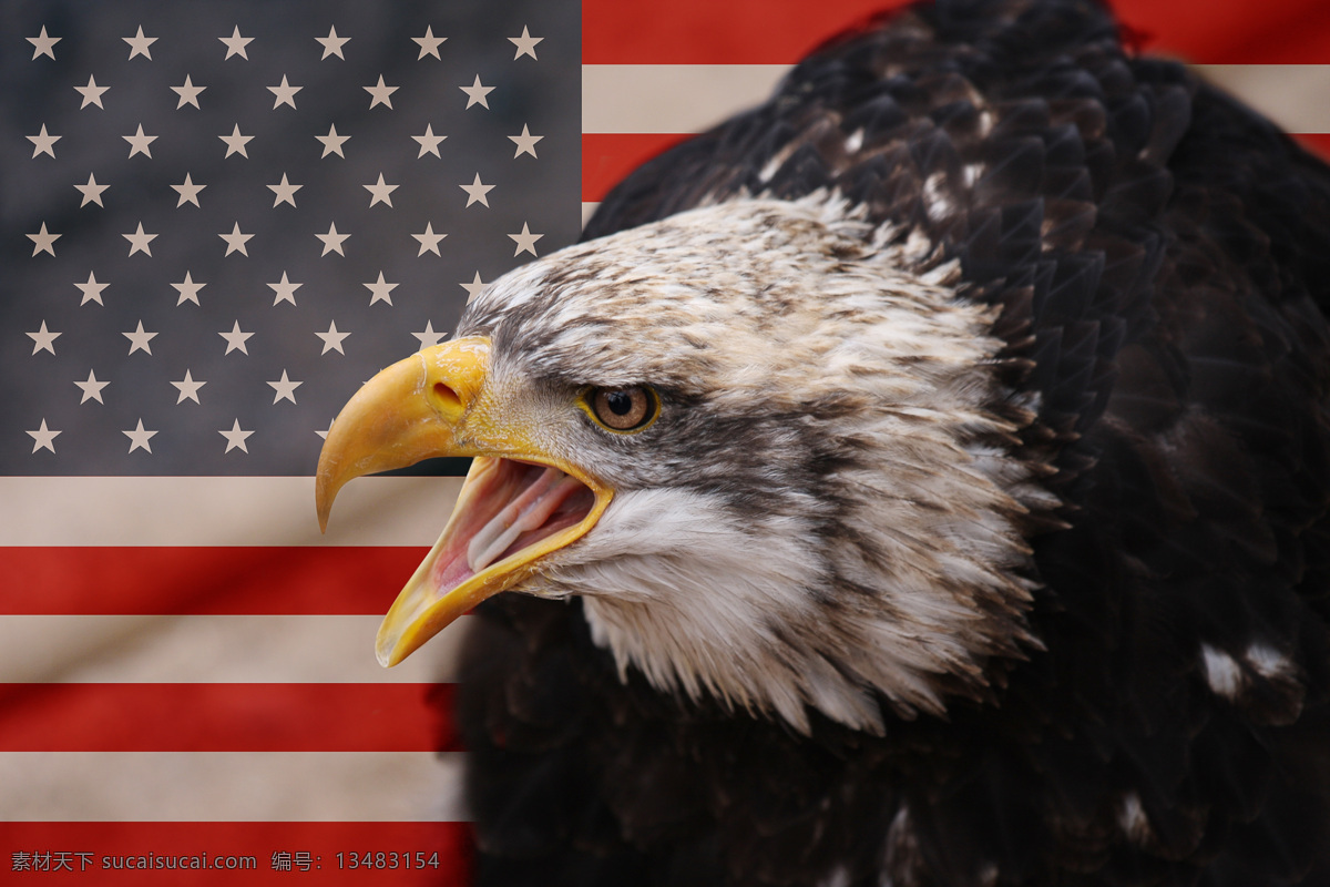 国外旅游 旅游摄影 美国 美国国旗 鹰 白头 雕 白头雕 白头鹰 美国象征 鹰派 美国政治 psd源文件