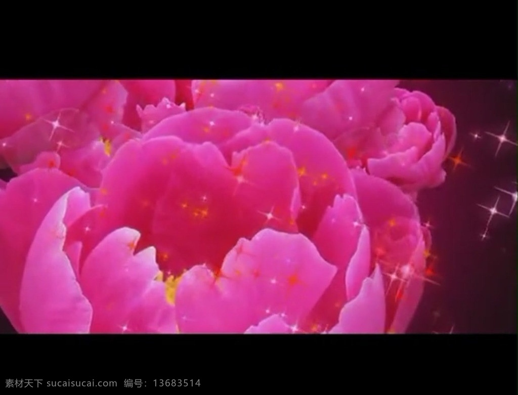 牡丹花 视频 花朵视频素材 鲜花视频素材 歌舞 背景 红色 晚会 视频素材 多媒体设计 源文件 mov