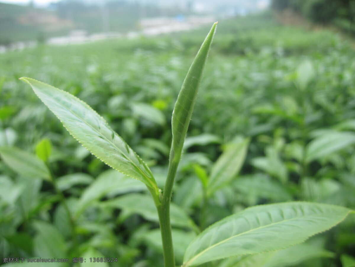 茶叶 云南大叶种 雪芽100号 茶树品种 茶 芽头 茶园 茶树 茶园风光 树木树叶 生物世界