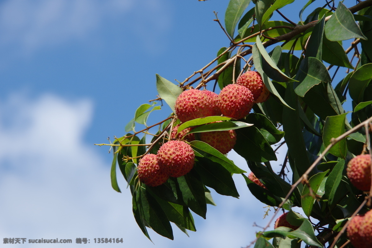 荔枝 蓝天 jpge 水果 生物世界
