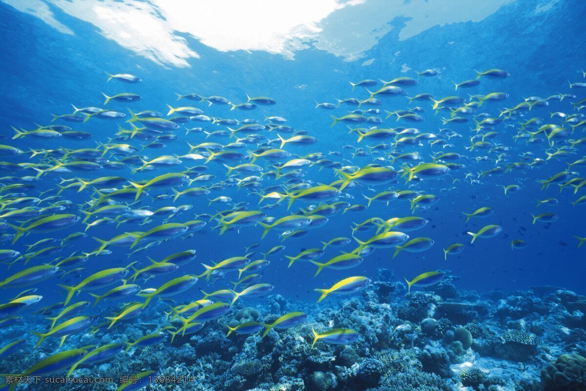 浅水 海景 大自然 海底世界 海洋 海洋生物 生命 生物世界 浅水海景 风景 生活 旅游餐饮