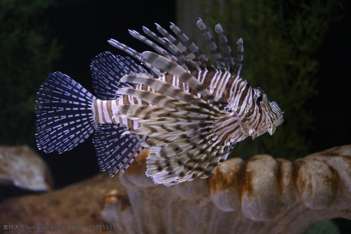 海底生物 鱼 海洋生物 海底世界 观赏鱼