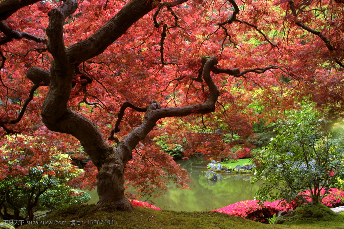 高清 超大 自然 风景 背景 梦幻 旅游 花草 树叶 池塘 深秋 树干 树枝 红叶 黄叶 公园 森林 自然景观 自然风景 摄影图库