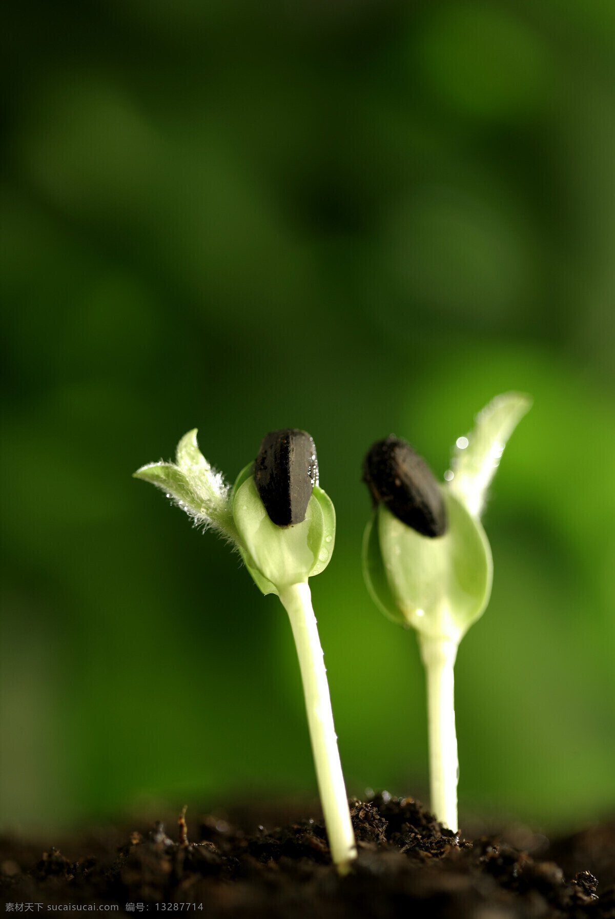 豆芽 豆苗 嫩芽 种子发芽 绿色 自然景观 摄影图库