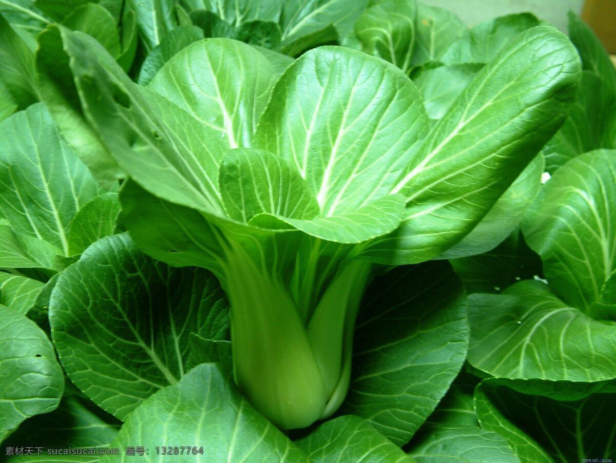 油菜 小油菜 绿叶 蔬菜 生物世界