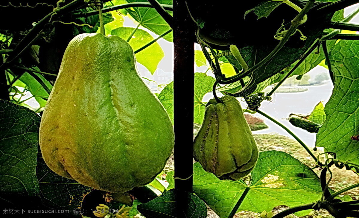 佛手瓜 瓜 瓜秧 蔬菜 生物世界