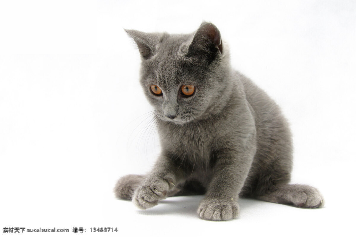 小猫 猫 动物 猫眼 灰色 猫耳 胡须 家禽家畜 生物世界