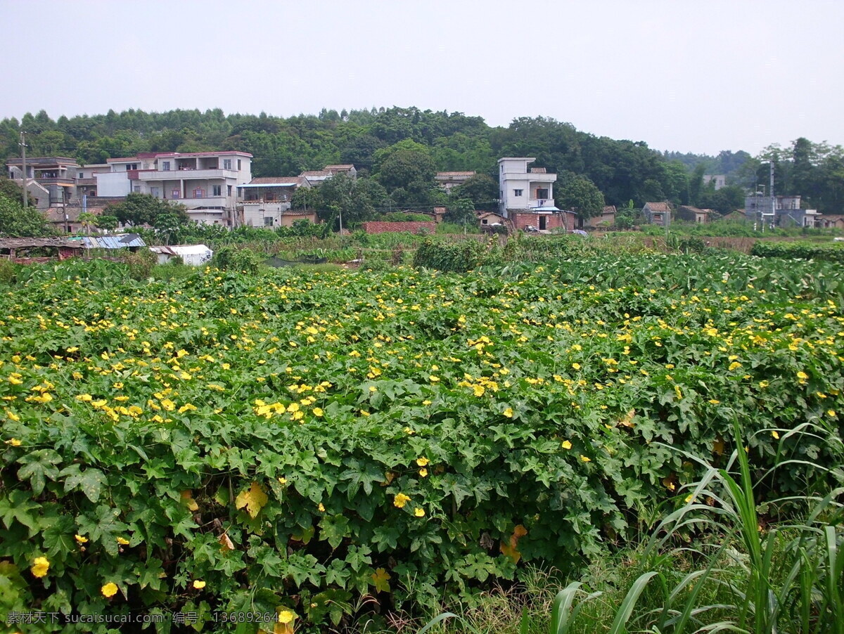 花田 蔬菜 芋苗 南瓜 菜园 房子 小山 树木 瓜果 黄花 菜苗 白房子 田园风光 自然景观
