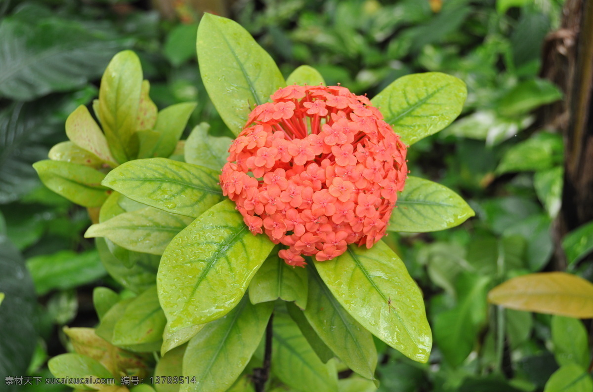 龙船花 热带花卉 植物 花草 花的世界 生物世界
