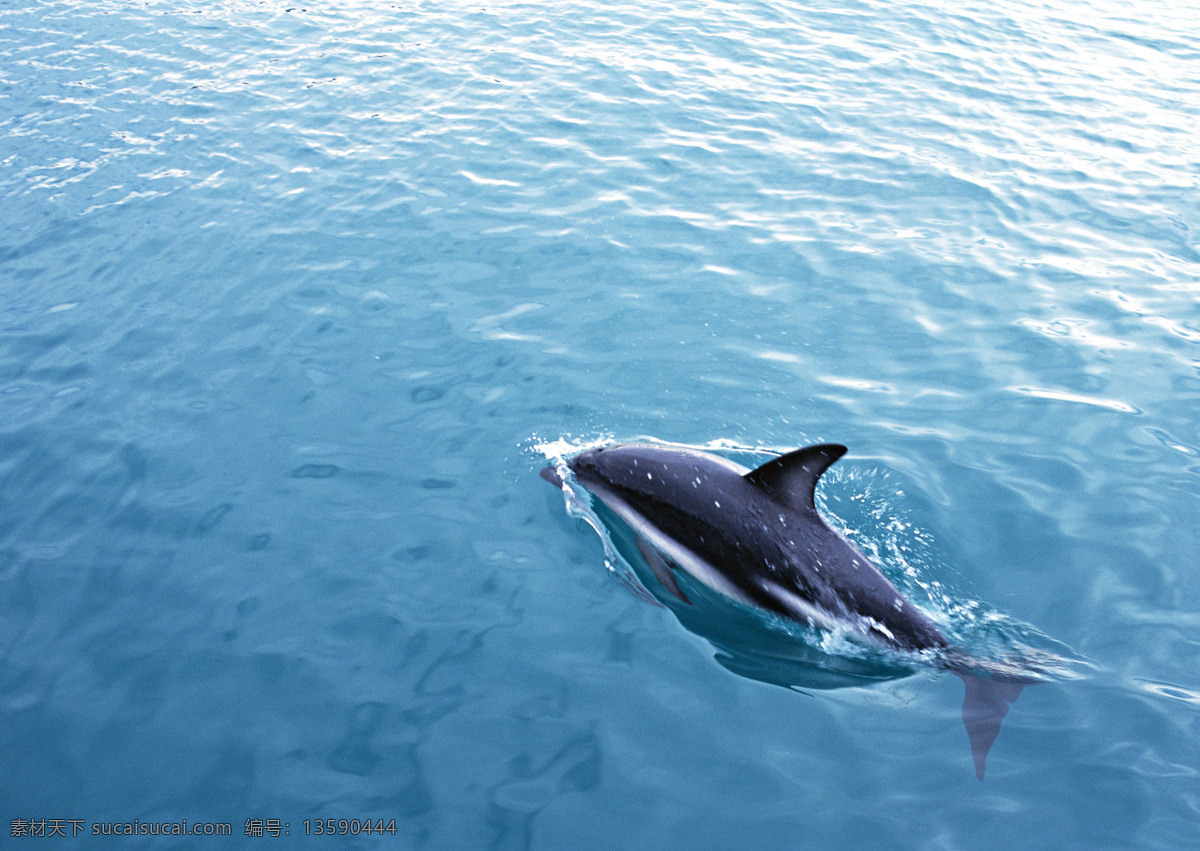 海洋动物 鲸 鱼 海洋生物 青色 天蓝色
