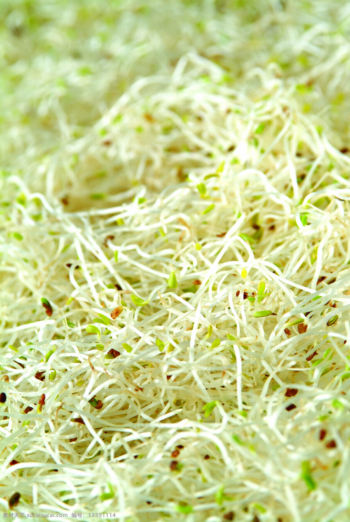 什锦 鲜 蔬 蔬菜 什锦鲜蔬 营养物 生物世界