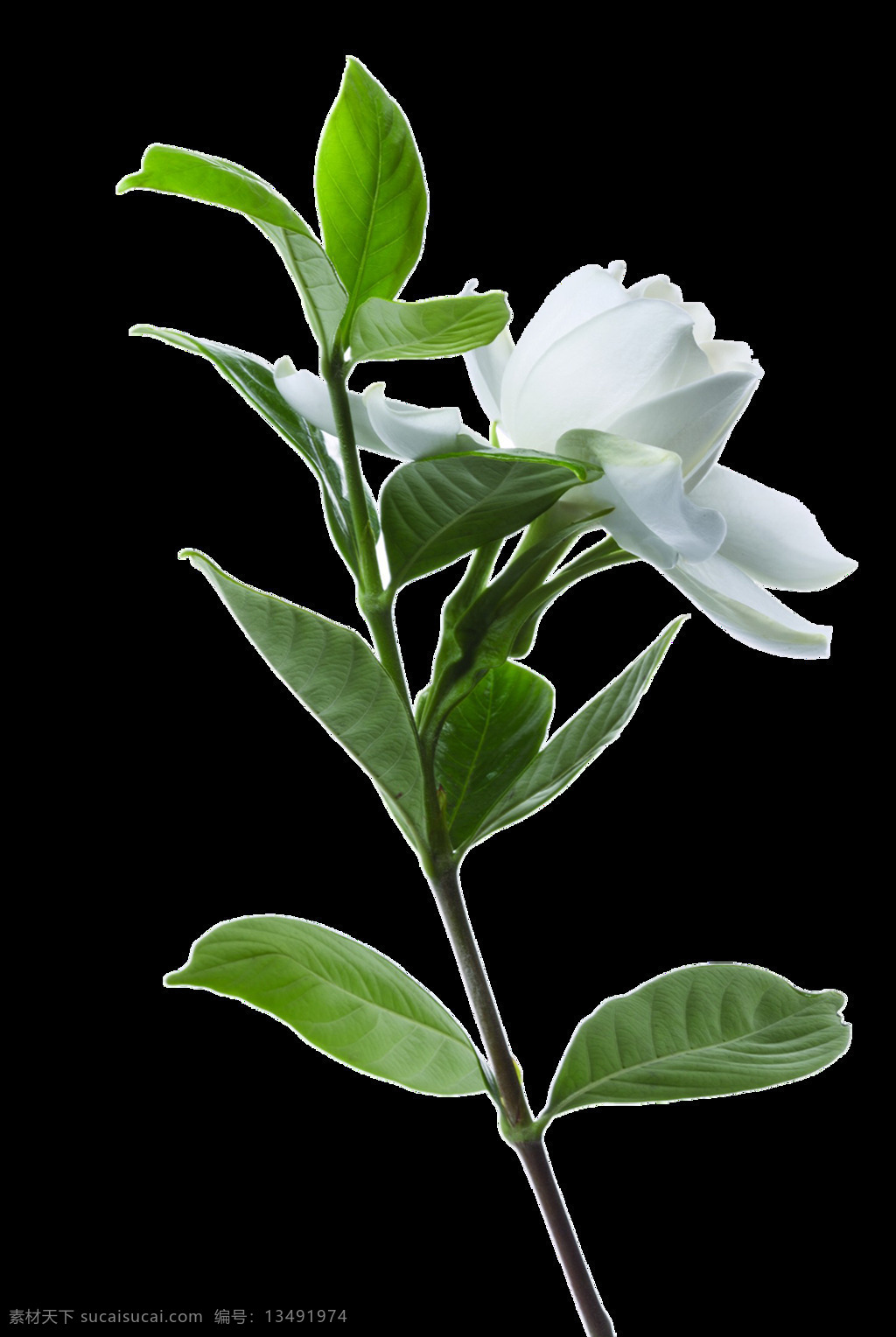 白色 玫瑰花 玫瑰花素材 底纹背景 鲜花摄影 美丽鲜花 花卉花草 漂亮花朵 鲜艳花朵 花草植物 绿色叶子