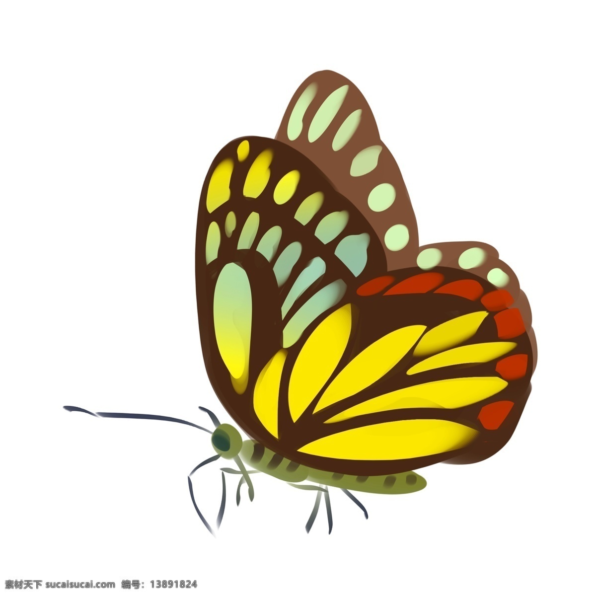 黄色 蝴蝶 卡通 插画 美丽的蝴蝶 卡通插画 动物插画 蝴蝶插画 动物蝴蝶 昆虫 益虫 黄色的蝴蝶
