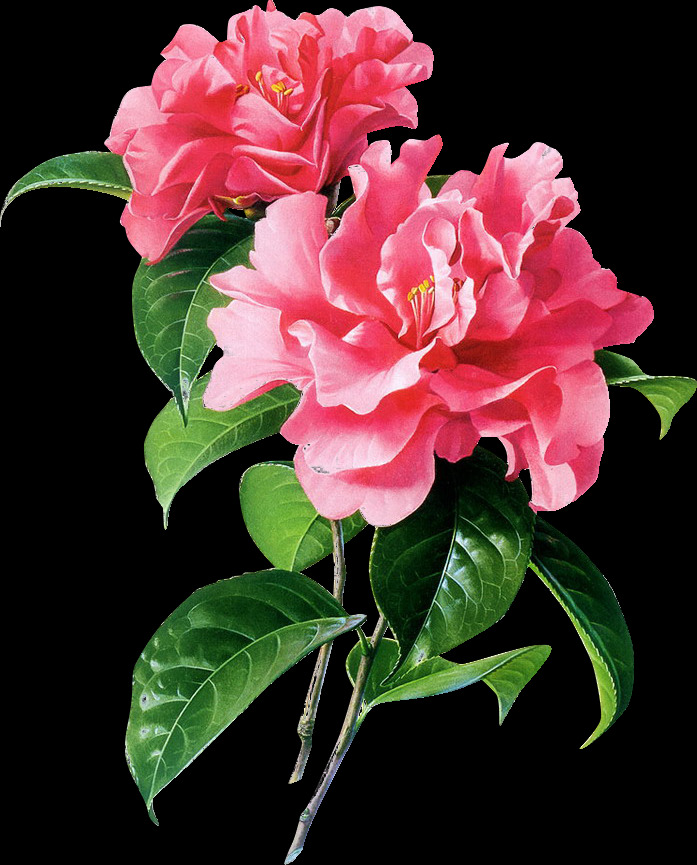 粉色 鲜花 花束 免 扣 花朵 花朵元素 精美花朵 情人节 元素 手绘花 手捧花 鲜花元素 装饰