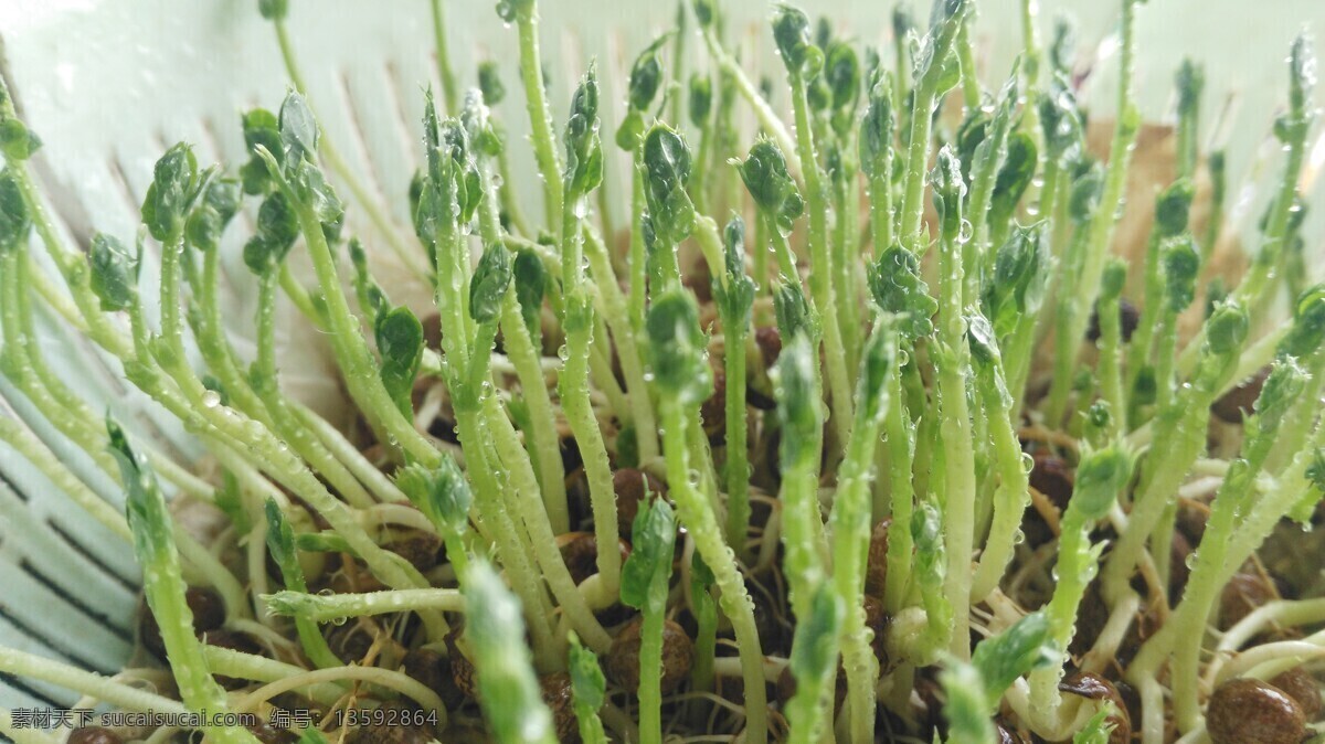 阳台 碗 豆 芽苗菜 碗豆芽苗菜 碗豆芽 苗菜 阳台芽苗菜 生物世界 蔬菜