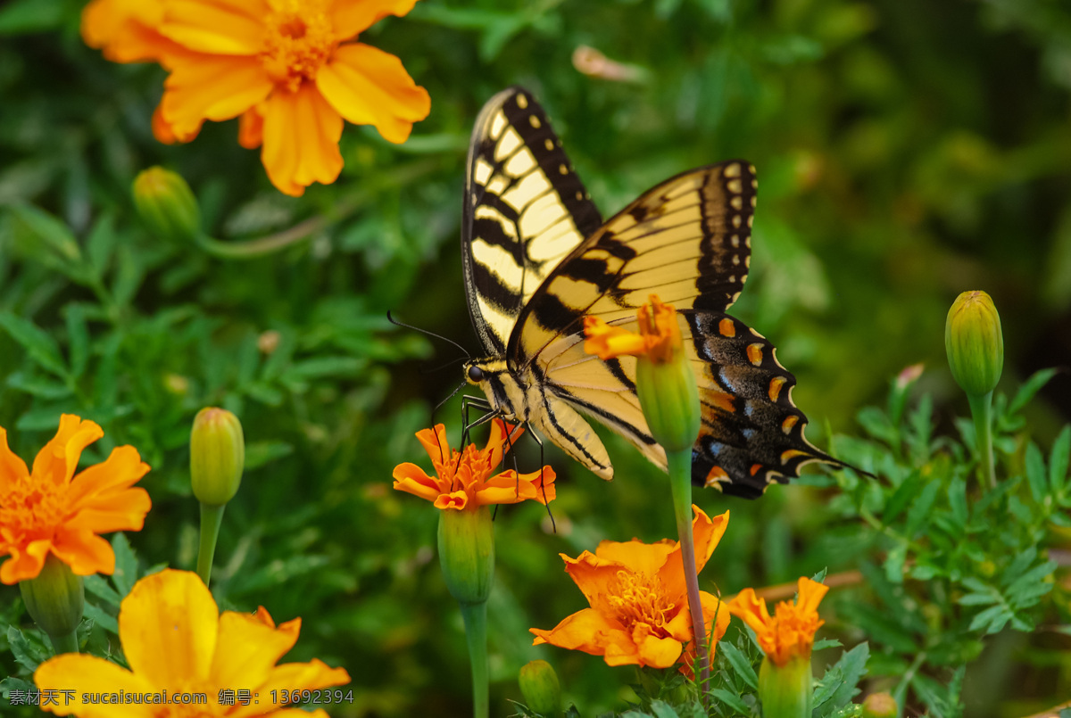 鲜花 上 美丽 蝴蝶 花朵 动物摄影 动物世界 动物昆虫 昆虫世界 生物世界