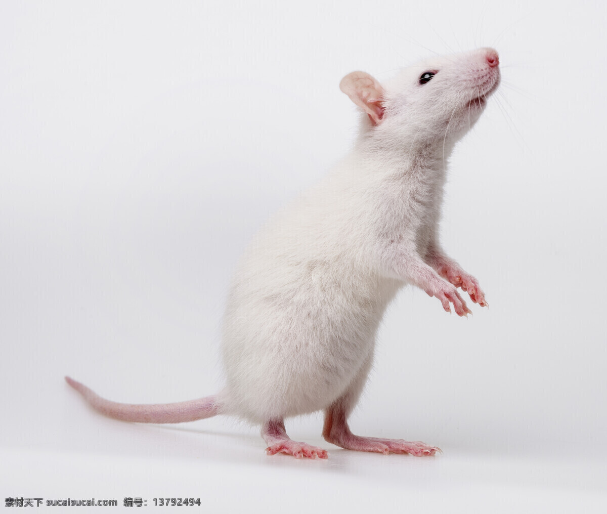 唯美 动物 野生 老鼠 鼠 小白鼠 白老鼠 生物世界 其他生物