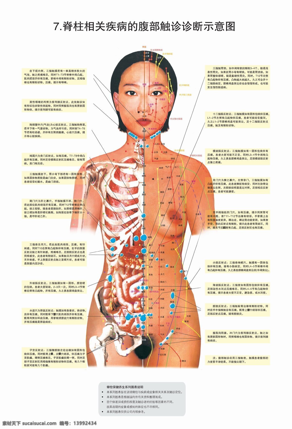 脊柱图解 脊柱 脊柱解剖 神经 医疗护理 现代科技