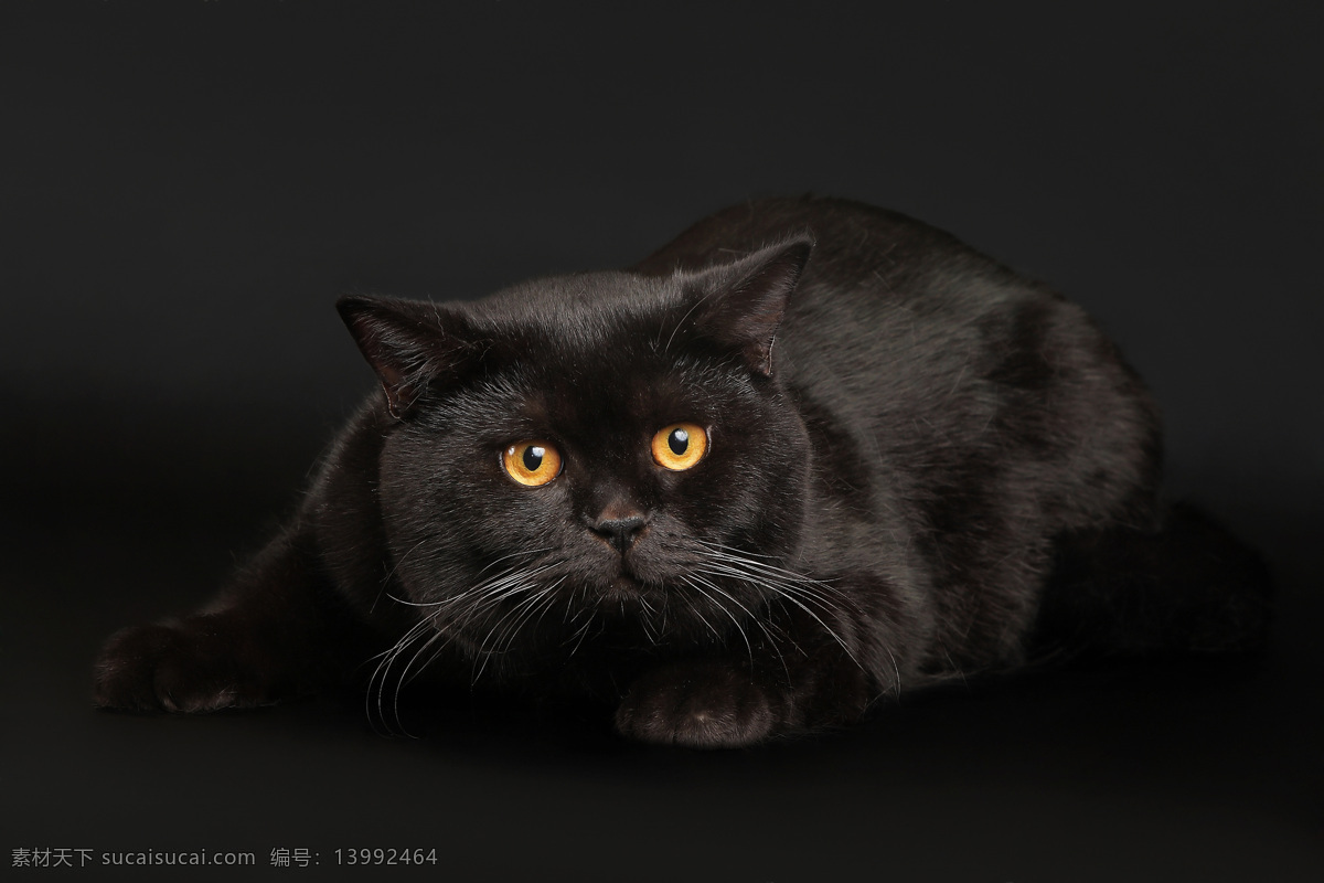 猫 萌宠 猫展 短毛猫 可爱 动物 宠物 短腿猫 名猫 花猫 加菲猫 动物矢量 生物世界 家禽家畜