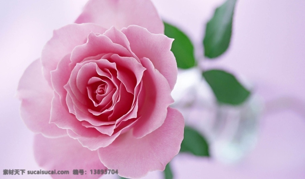 玫瑰花月季花 玫瑰花 红玫瑰 白玫瑰 黑玫瑰 黄玫瑰 玫瑰 月季花 白月季 红月季 黄月季 情人花 情人节 情人 爱情 爱意 浪漫 浪漫玫瑰 清新月季 温馨月季 情人玫瑰 玫瑰示爱 玫瑰花儿 月季花儿 玫瑰月季 月季玫瑰 西施玫瑰 粉色玫瑰 粉色月季 玫瑰花瓣 月季花瓣 生物世界 花草