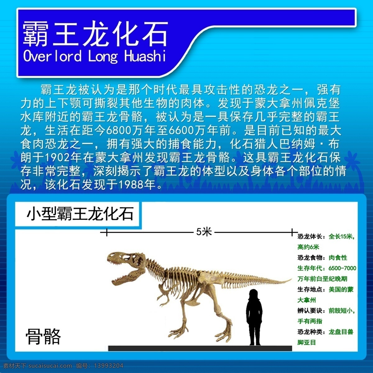 恐龙 化石 骨架 尺寸 霸王龙 骨骼 分层