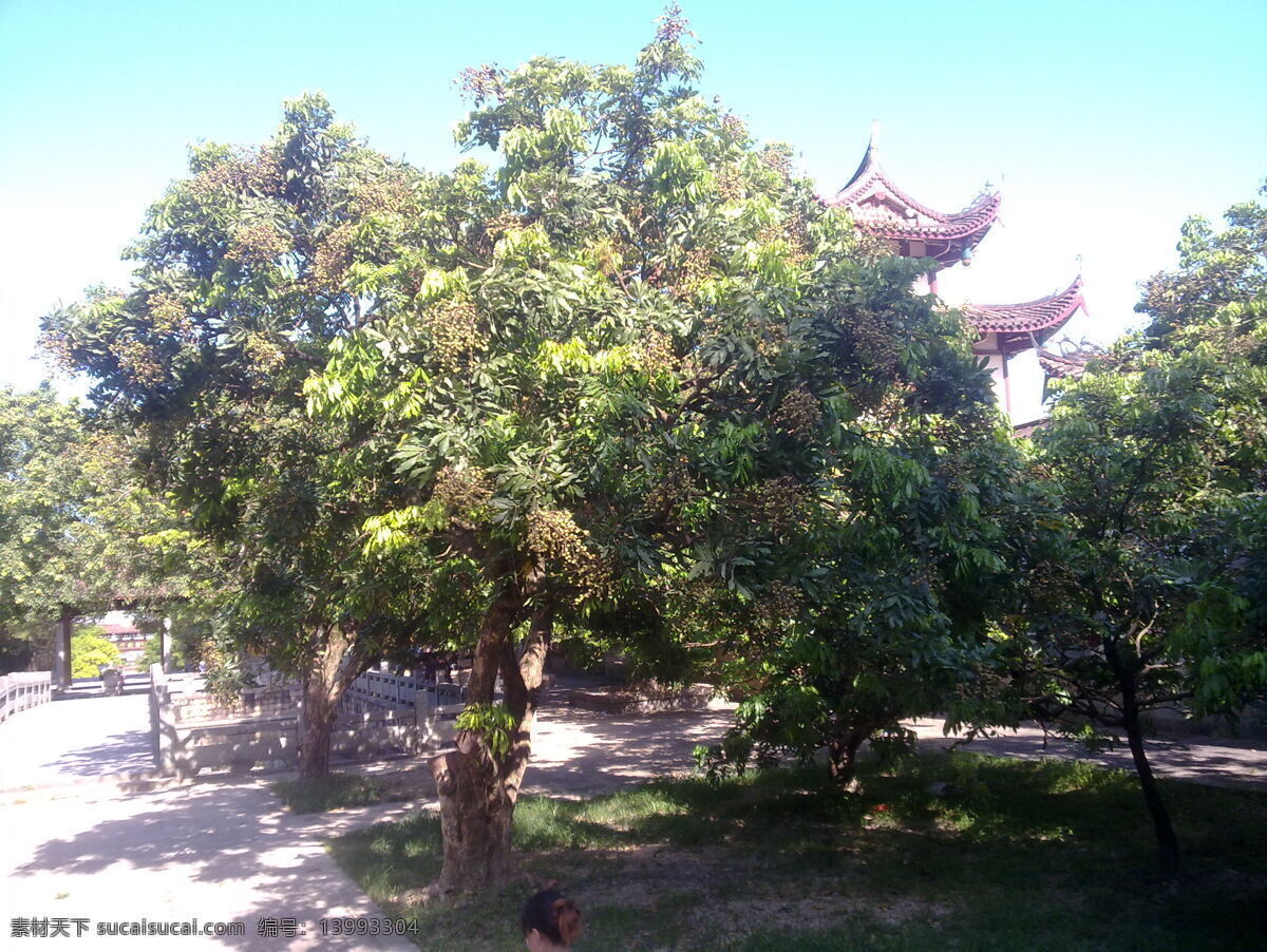 大自然风景 绿树 龙眼树 蓝天 自然风景 自然景观