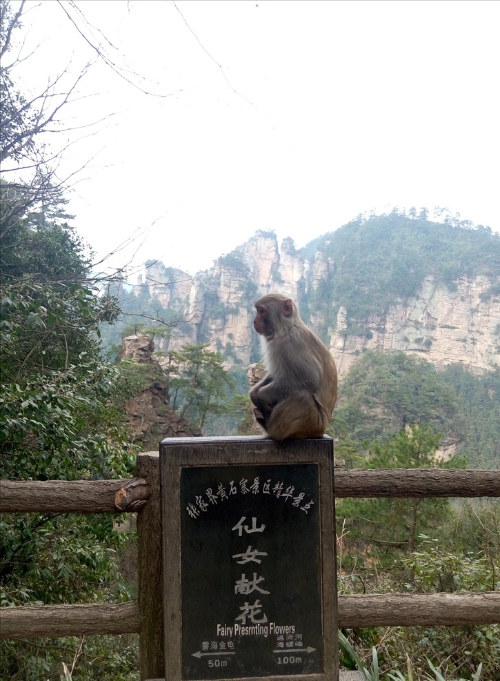 张家界黄石寨 中国 湖南省 湖南 张家界市 张家界 张家界景区 黄石寨 山峰 群山 高山 旅游摄影 国内旅游