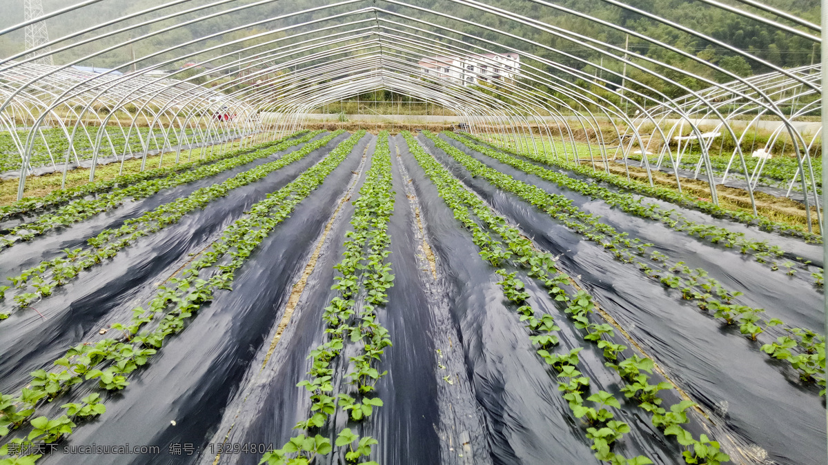 草莓大棚 富硒草莓 草莓种植 草莓基地 水果 水果基地 餐饮美食 传统美食