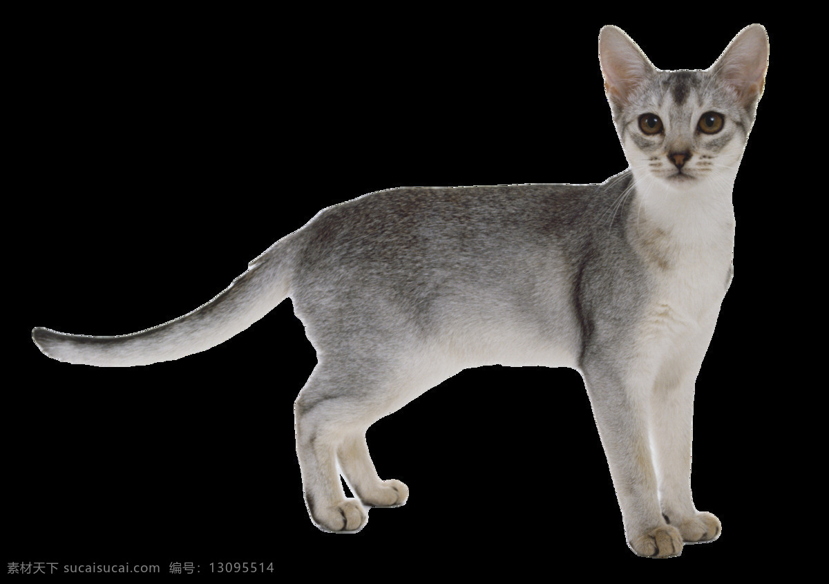 灰色 毛发 猫 免 抠 透明 灰色毛发的猫 可爱 小 猫咪 小猫 小猫图片高清 小猫图片 猫咪素材 小猫素材