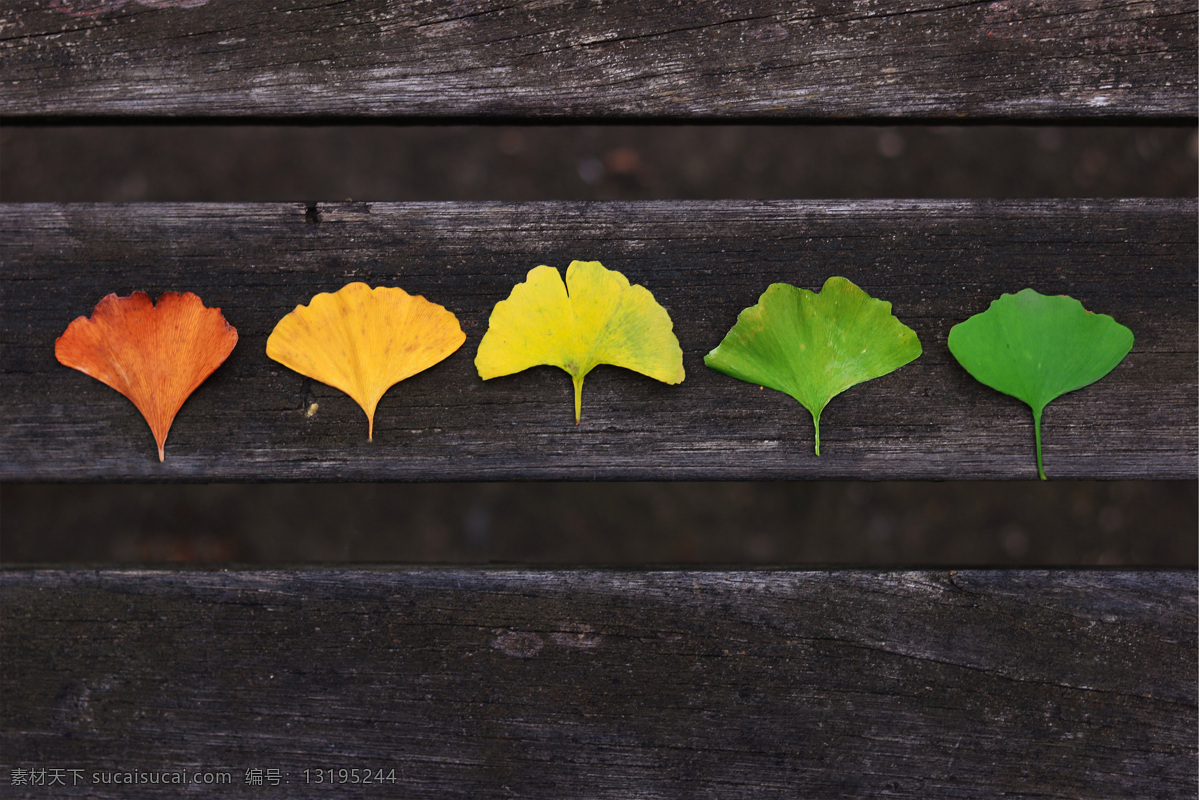 银杏 树叶 变化 秋天 季节 背景 绿色 自然 黄色 红色 简单 大气 秋季 生物世界 树木树叶