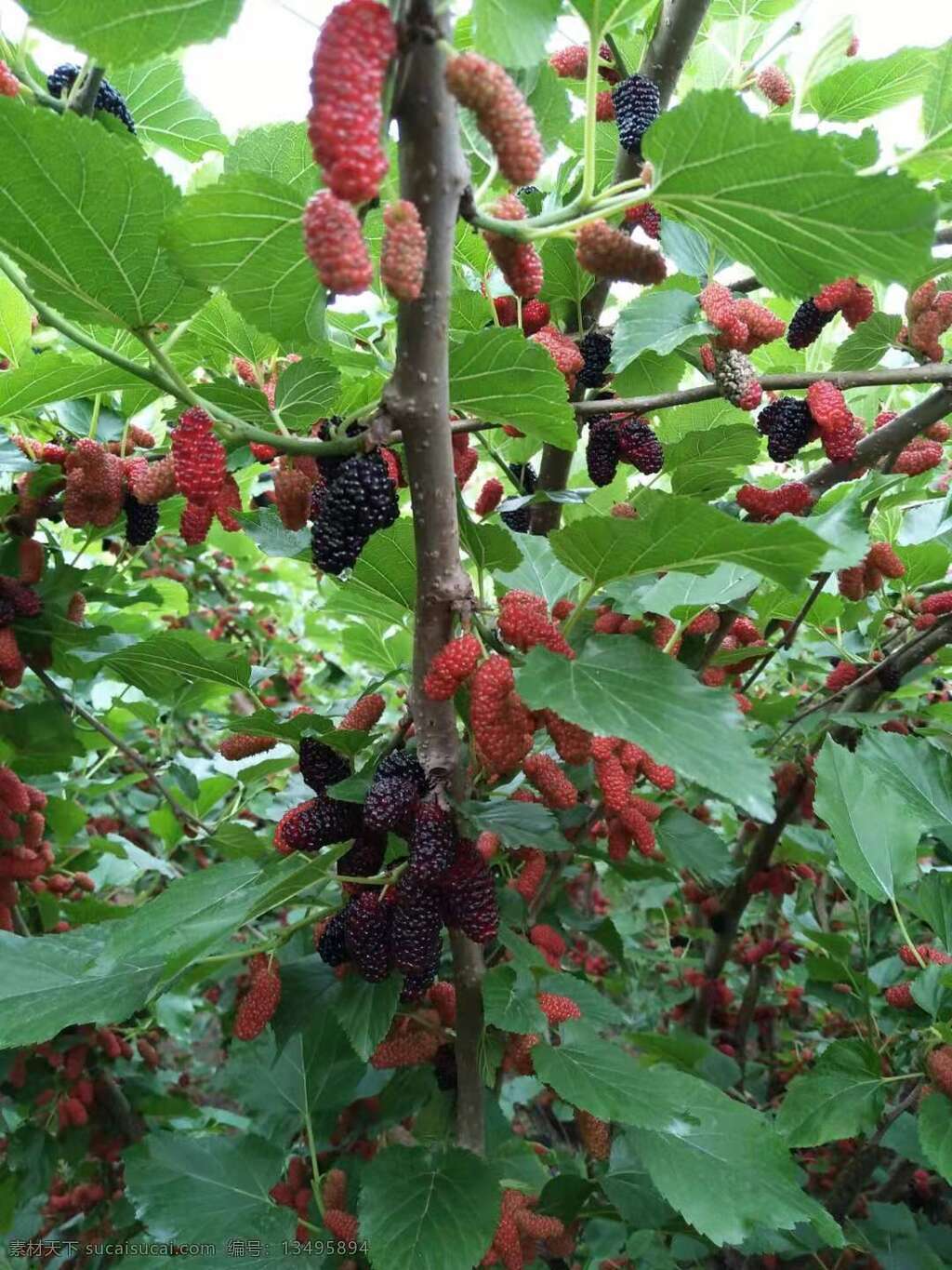 桑葚果 水果 果实 果子 桑果 生物世界