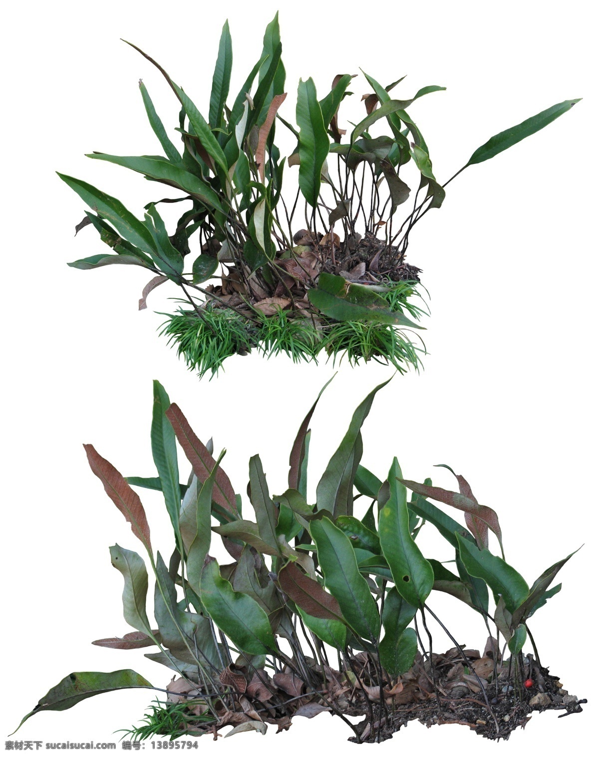 免扣植物素材 矢量树 绿色树木 树木素材 免抠树木 花丛 藤蔓 马路 竹子 假山 道路 园林设计 树 道路树 树免扣 绿树 道路树木 建筑效果图 人行道 街道 枫树 花卉 果树 树丛 草丛 花坛 荷花 莲花 绿色植物 绿色 树木 园林 围栏 植物插画 花朵 手绘花朵 花朵插画 奇石 景观石 花草 免扣 植物