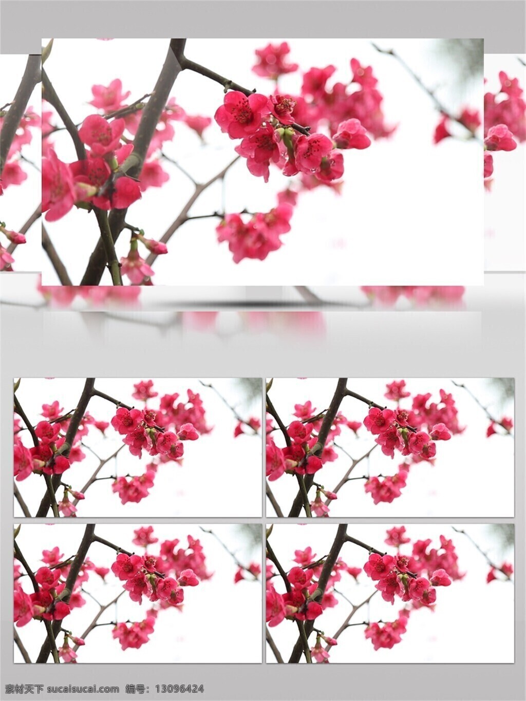 春天 梅花 盛开 视频 音效 视频素材 玫红色 春暖花开 开春 生机勃勃 视频音效 树枝花卉