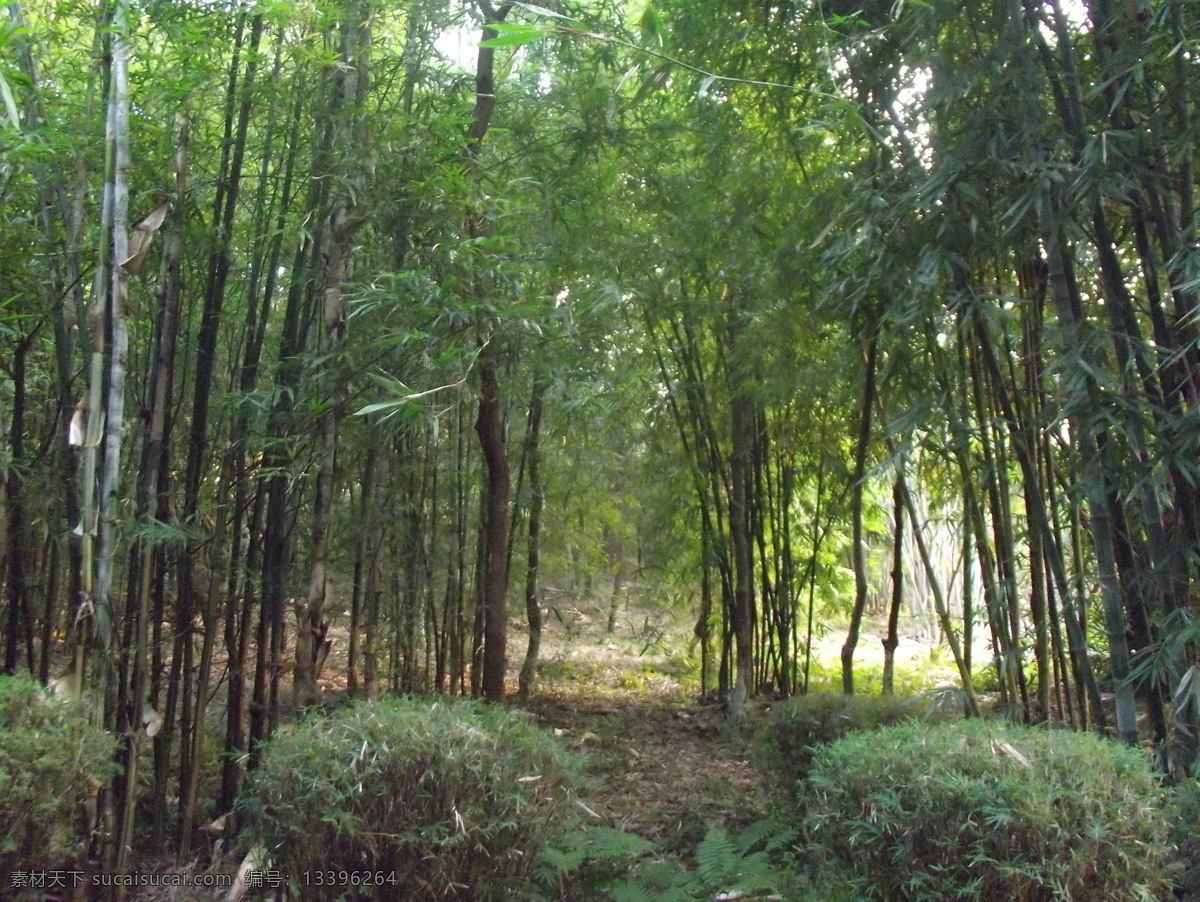 竹 绿 绿竹 自然风景 自然景观 竹绿 矢量图 日常生活