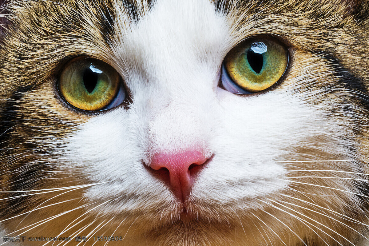 猫头部特写 猫 陆地动物 野生动物 动物世界 动物摄影 生物世界 白色