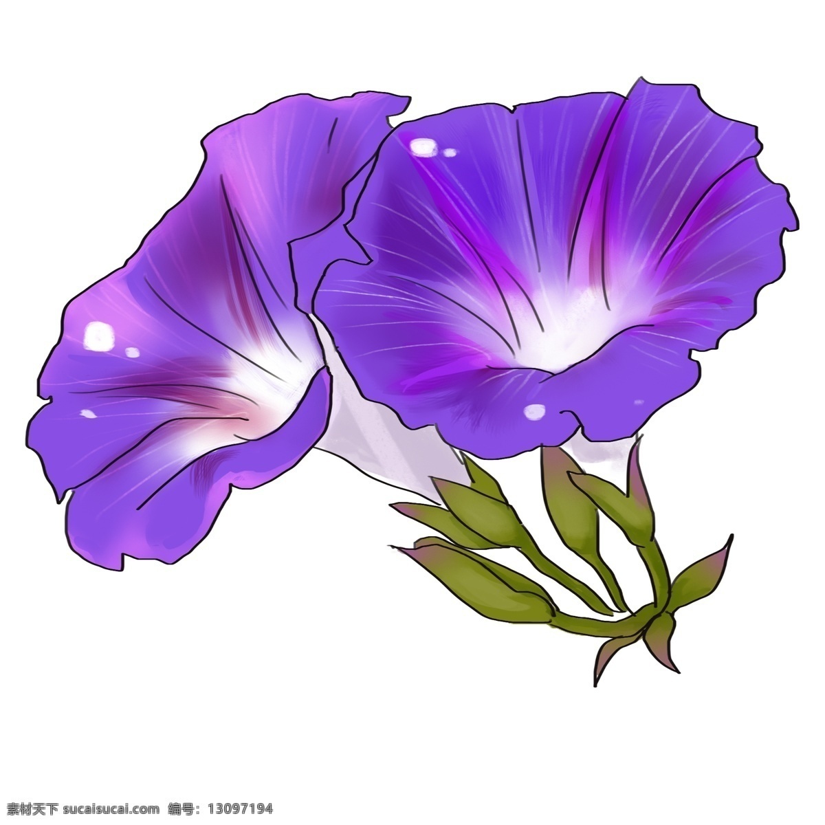 手绘 紫色 牵牛花 插画 手绘鲜花插画 美丽的鲜花 漂亮的鲜花 创意鲜花插画 妖艳的花朵 紫色的牵牛花