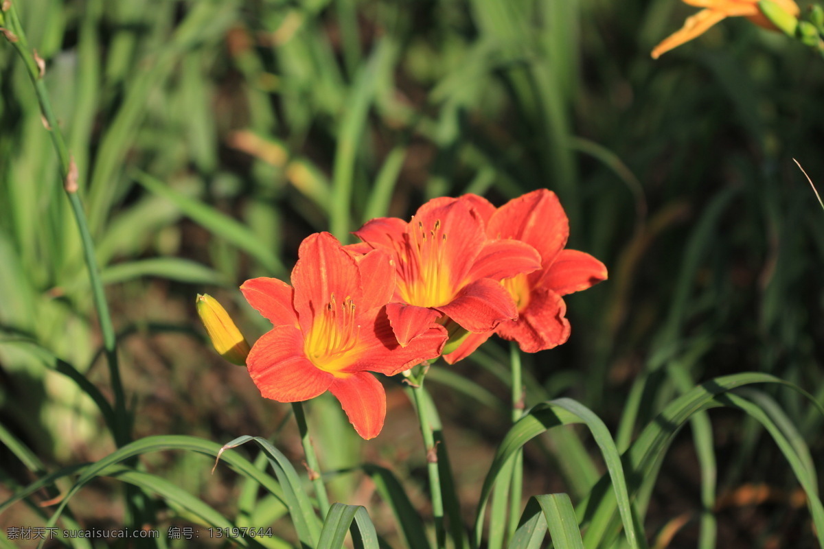 金针花黄花菜 花卉 花菜 黄花菜 金针花 花草 花朵 花卉植物 生物世界 黑色