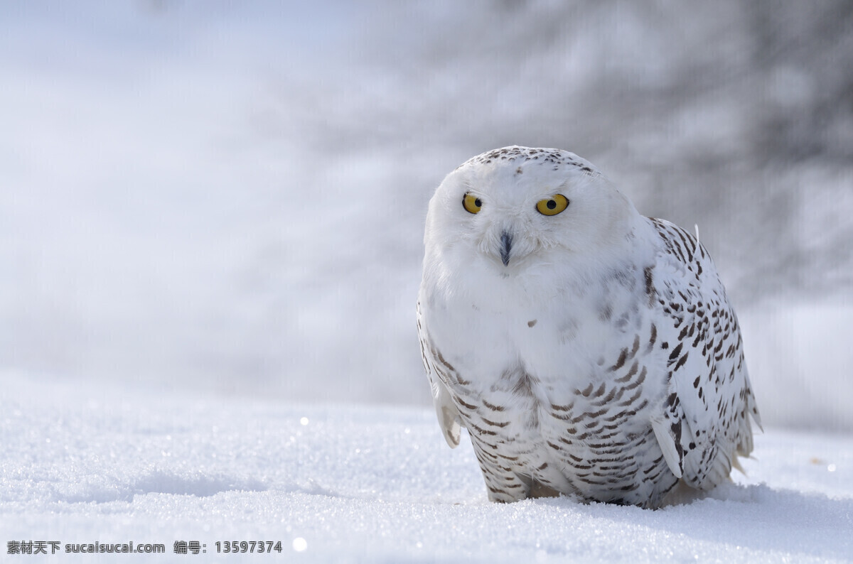 站 雪地 上 猫头鹰 飞鸟 飞禽 动物摄影 鸟类动物 空中飞鸟 生物世界 灰色